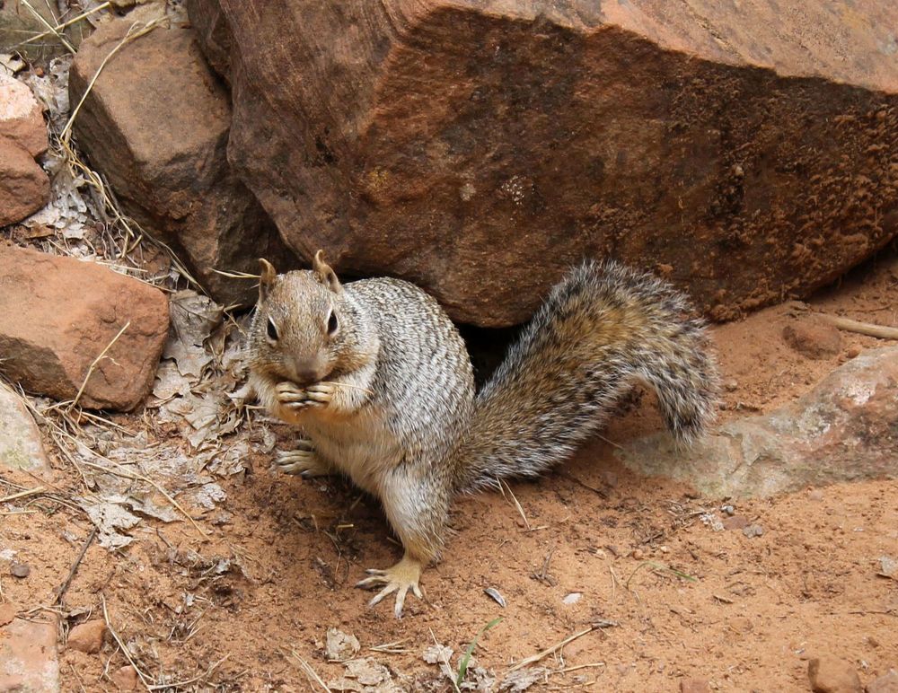 Вкусный орешек