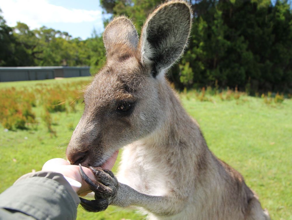 Кенгурёнок