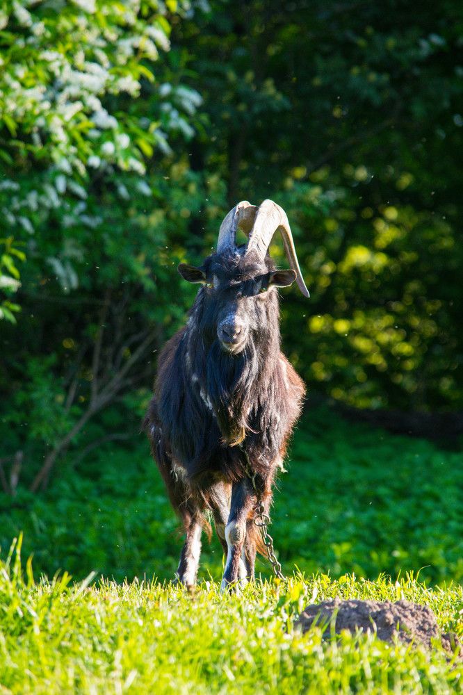Фотография автора Елена Емельянова