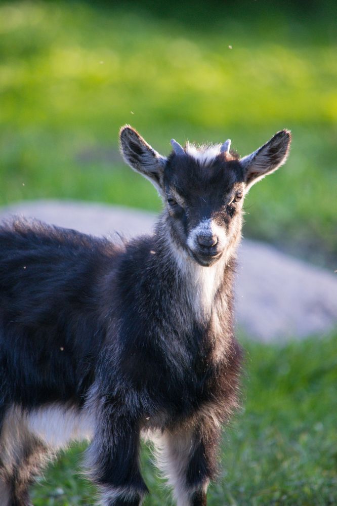 Фотография автора Елена Емельянова