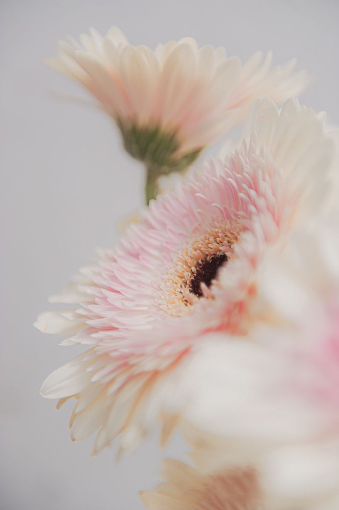 Photograph by anna monteiro correia