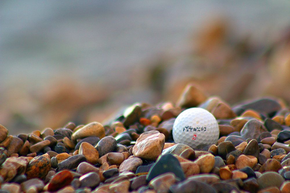 Photograph by A. G. Bisschop