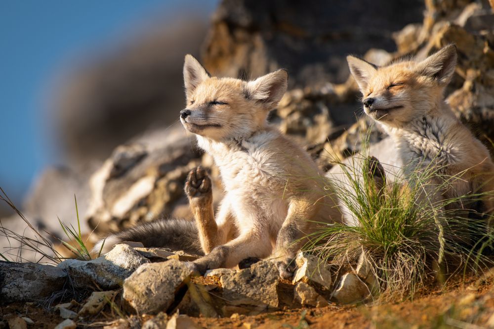 Принято единогласно!