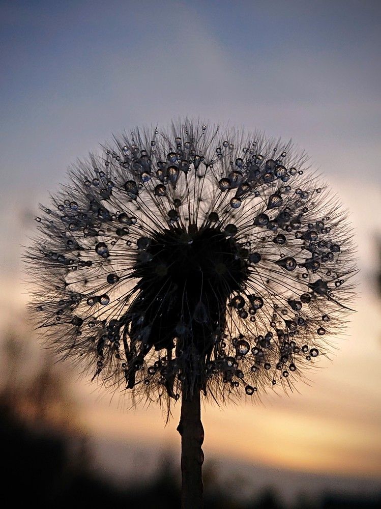 В сумерках заката...