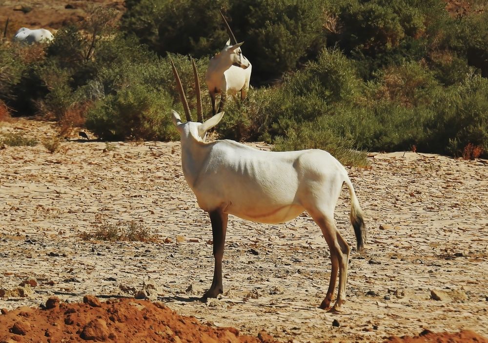 Photograph by Hisham Khatib