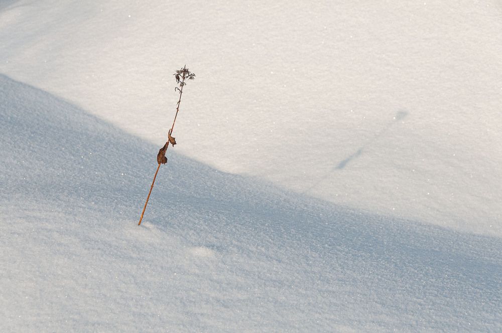 Photograph by Vladimir  Komarov