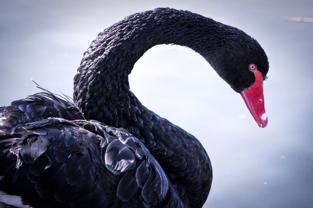 Фотография автора Elena Ku