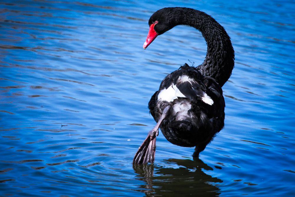 Фотография автора Elena Ku