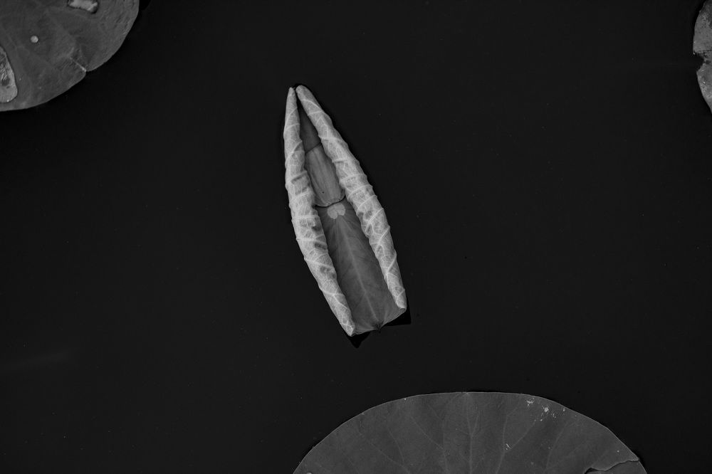 Photograph by Atefeh