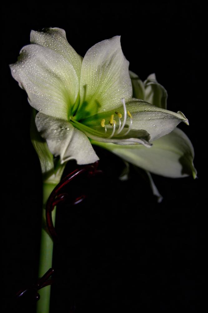 Photograph by Виктория Лобанова