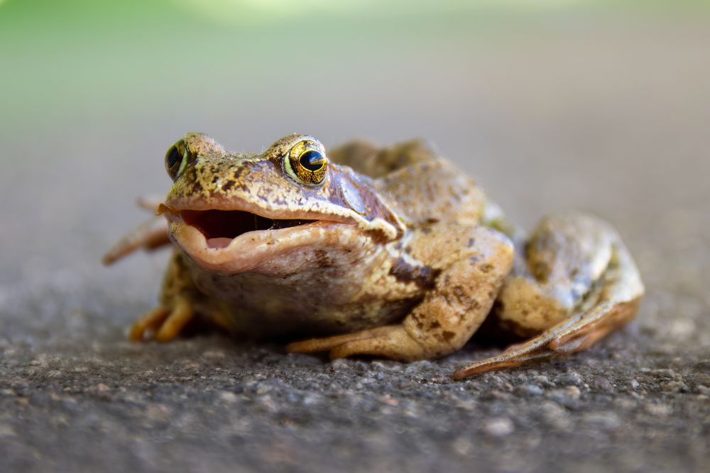 Хорошее настроение