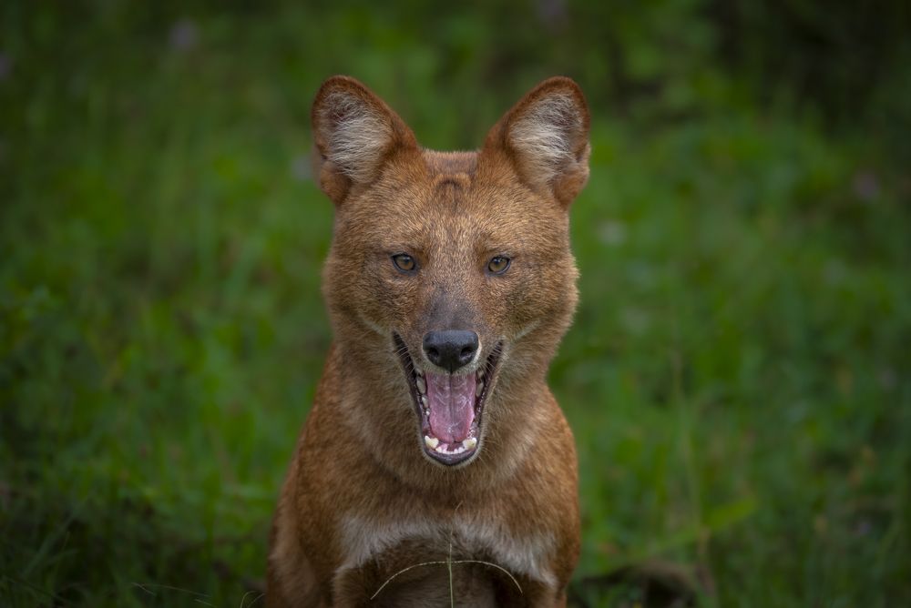 Photograph by Harsha Devalla