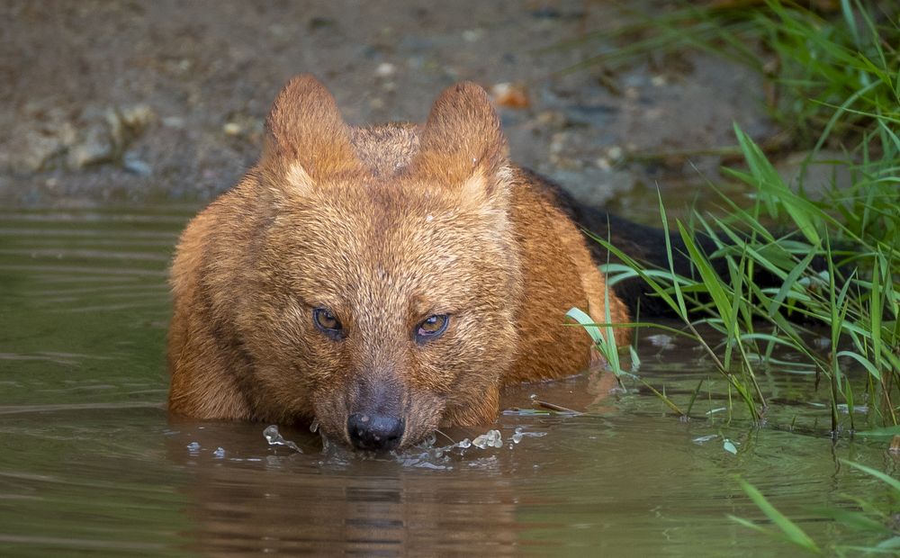 Photograph by Harsha Devalla