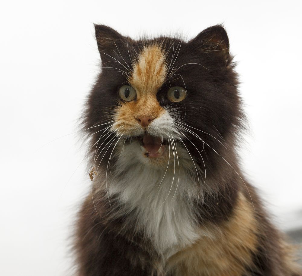 Photograph by Галина Щипакина