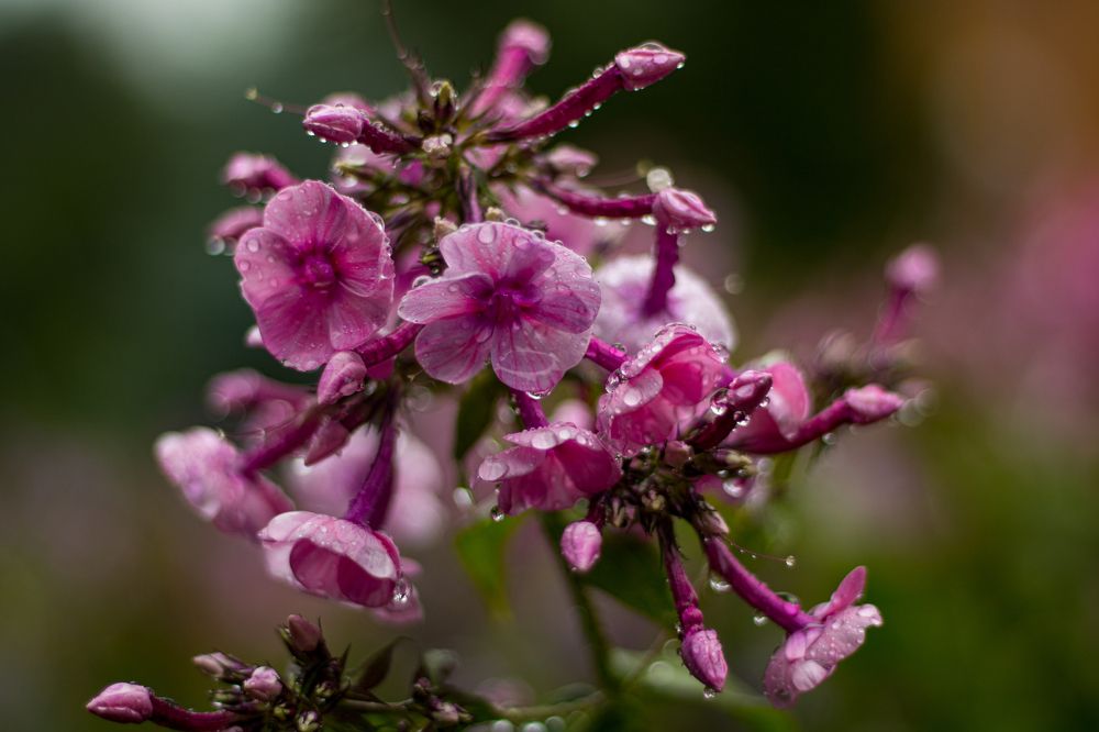 Фотография автора Александр Черепанов