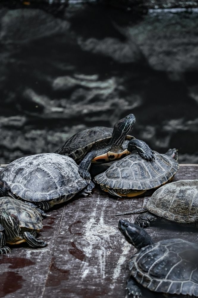 Фотография автора Илья Малеев