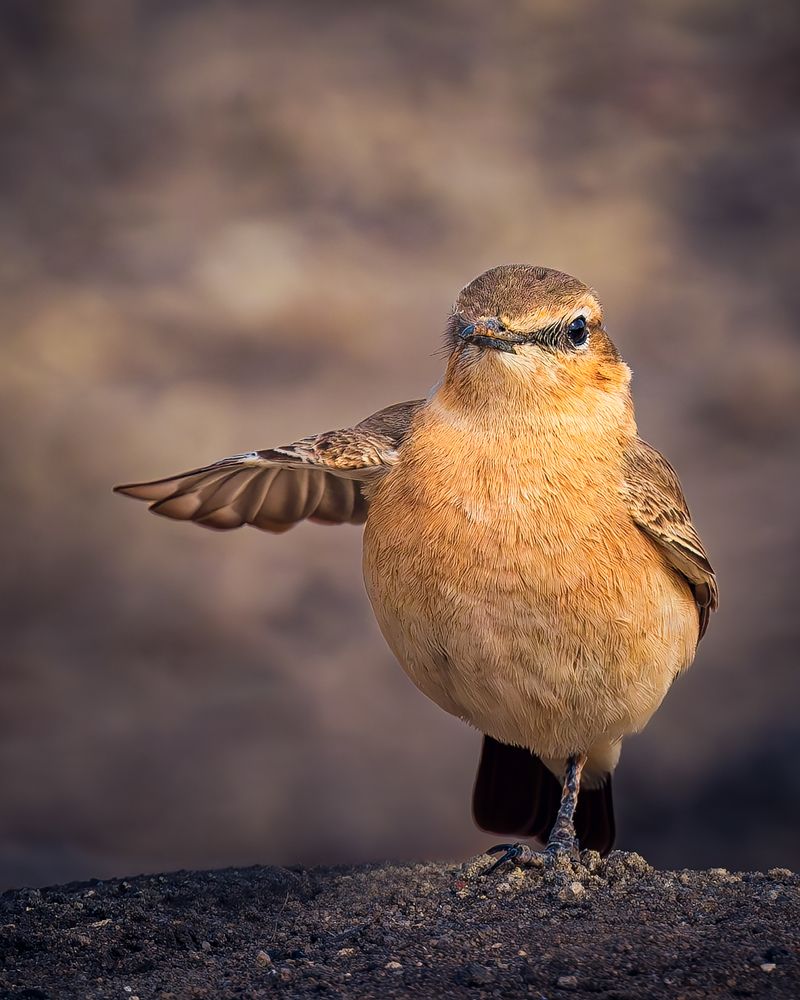 Your License please.!