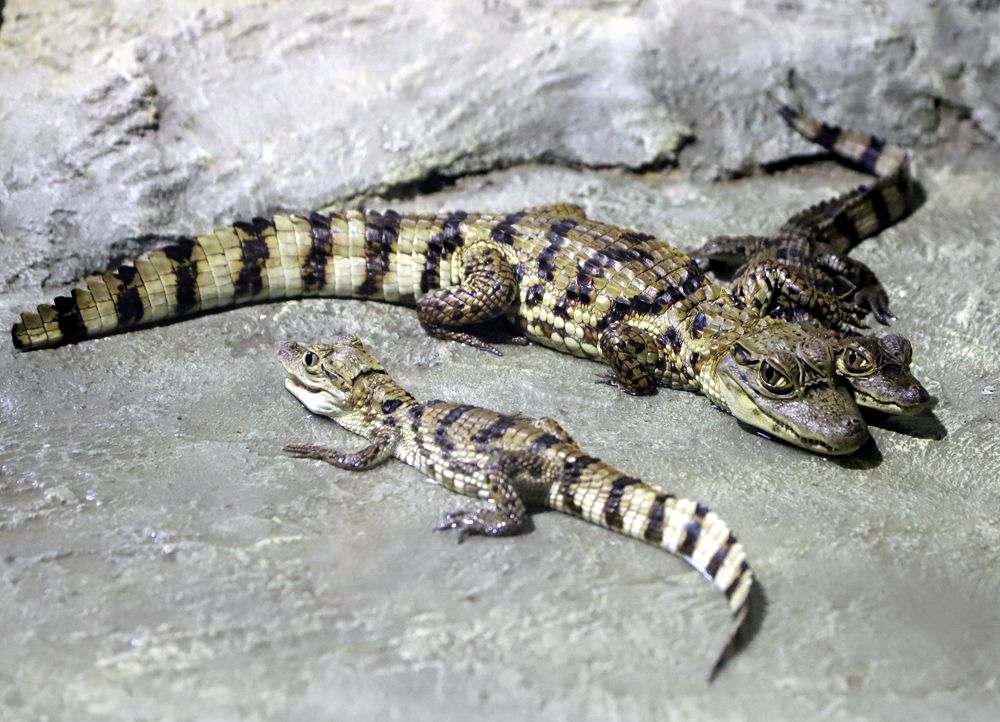 Крокодильчики что-то замышляют