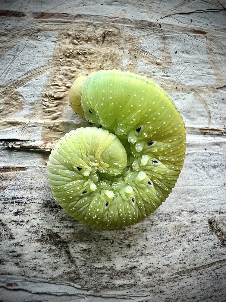 Photograph by Анна Дорофеева