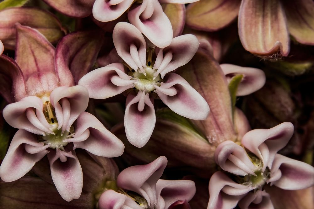 Photograph by Stéphane Boucher