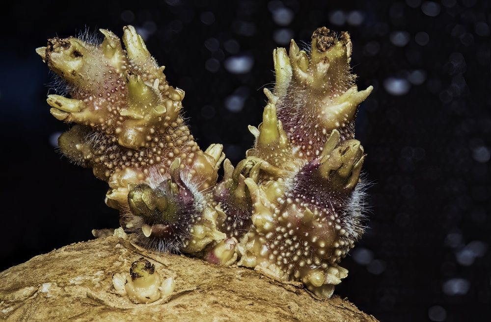 Photograph by Stéphane Boucher