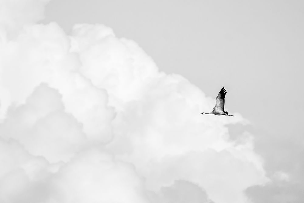 Журавли улетают вдаль...