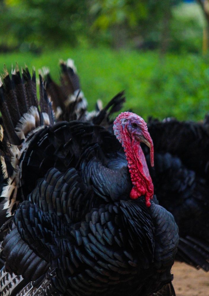 Photograph by Mathew Nishanth A