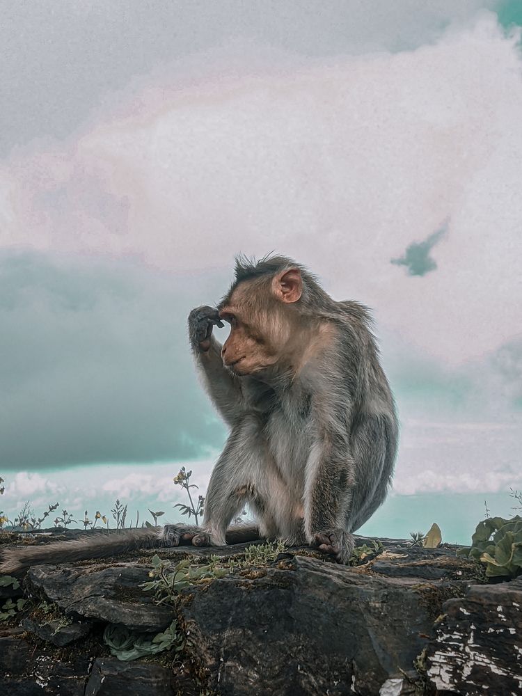 Funny pose of monkey