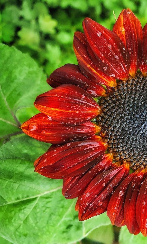 Цвета сочного лета