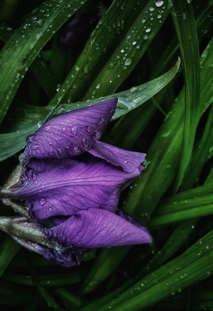 После дождя