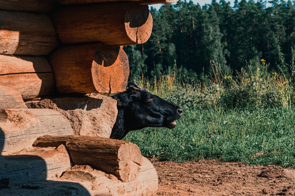 Photograph by Антон Бойков