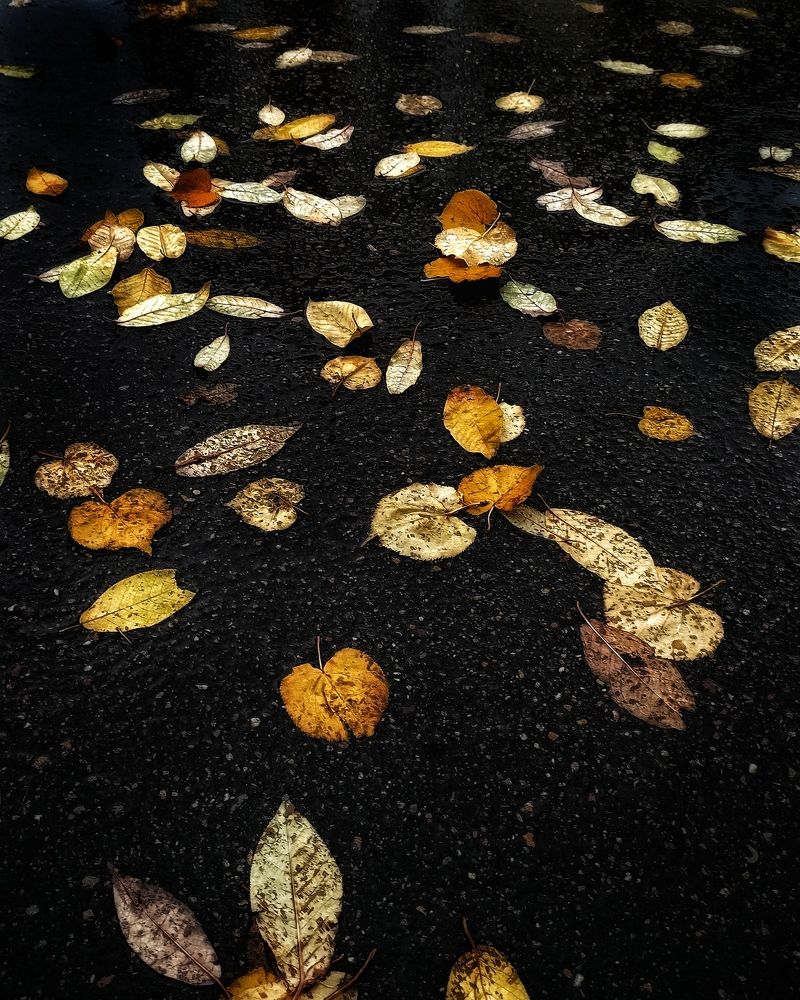 Photograph by Светлана Барабанова