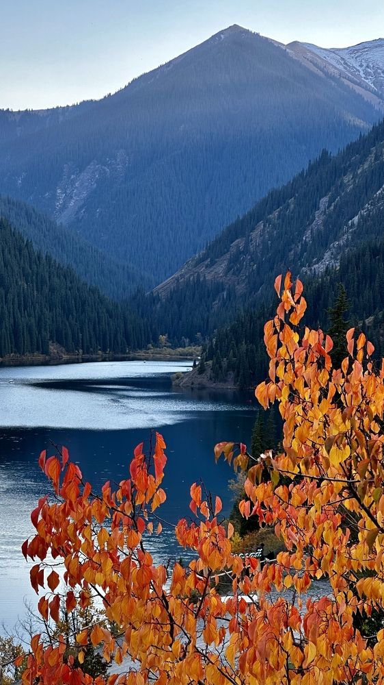 Огненное дерево на фоне вечно зеленых елей и синевы озера.