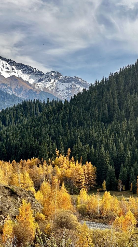 Жёлтая берёзовая роща на фоне зелёных и снежных гор.
