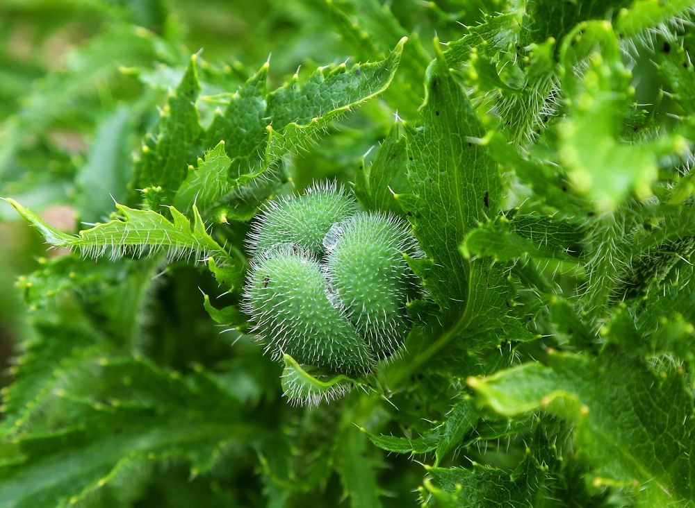 Photograph by Мария Андреева