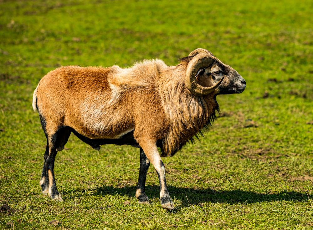 Фотография автора COMSA BOGDAN