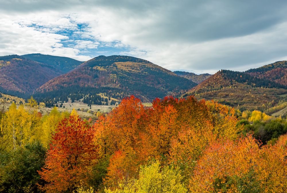 Фотография автора COMSA BOGDAN