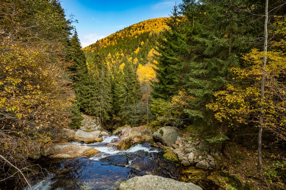 Фотография автора COMSA BOGDAN