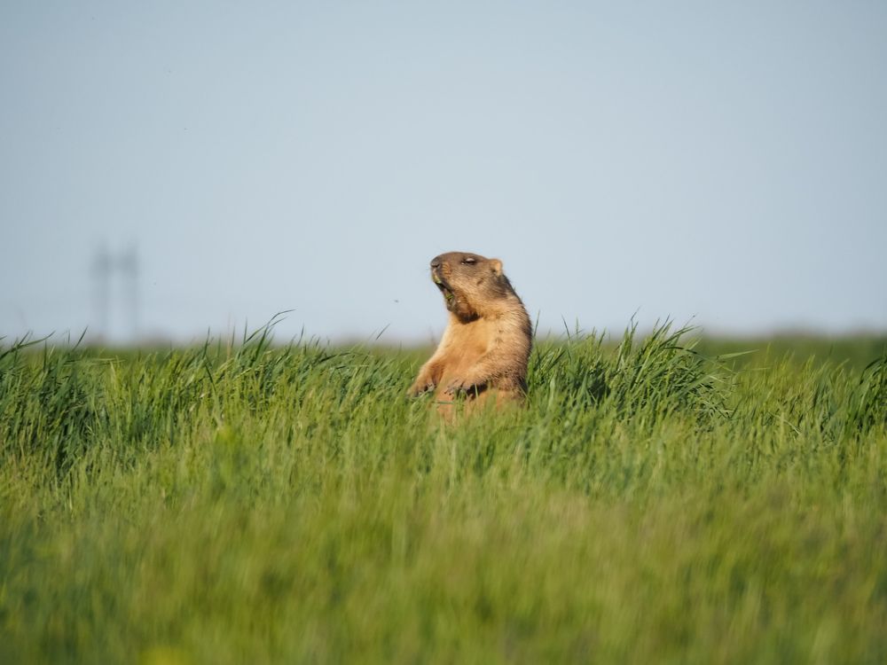 Photograph by Светлана Шибаршина