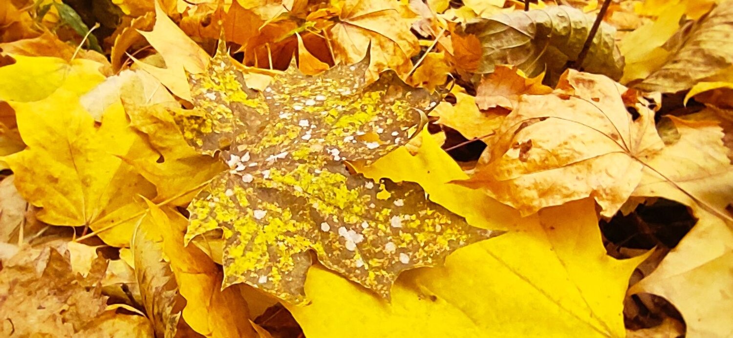 Photo #9660274