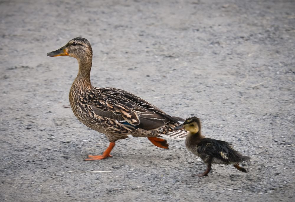 Photograph by Olga Mendosa