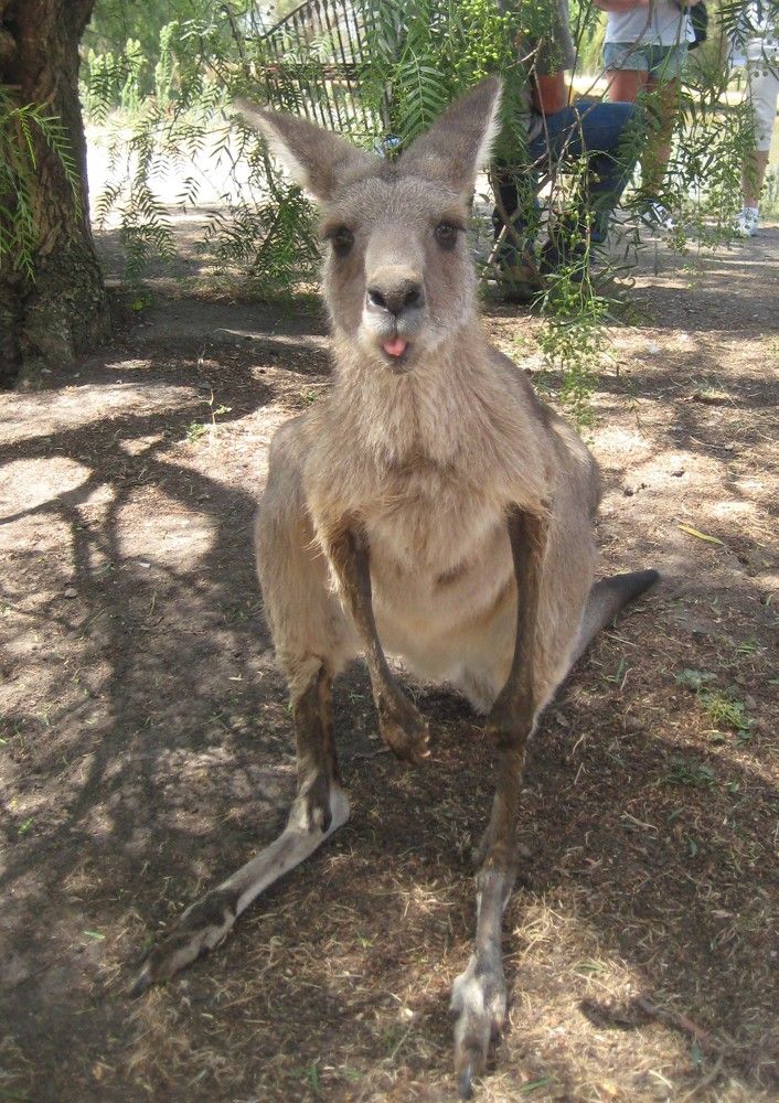 Фотография автора Елена Александрова