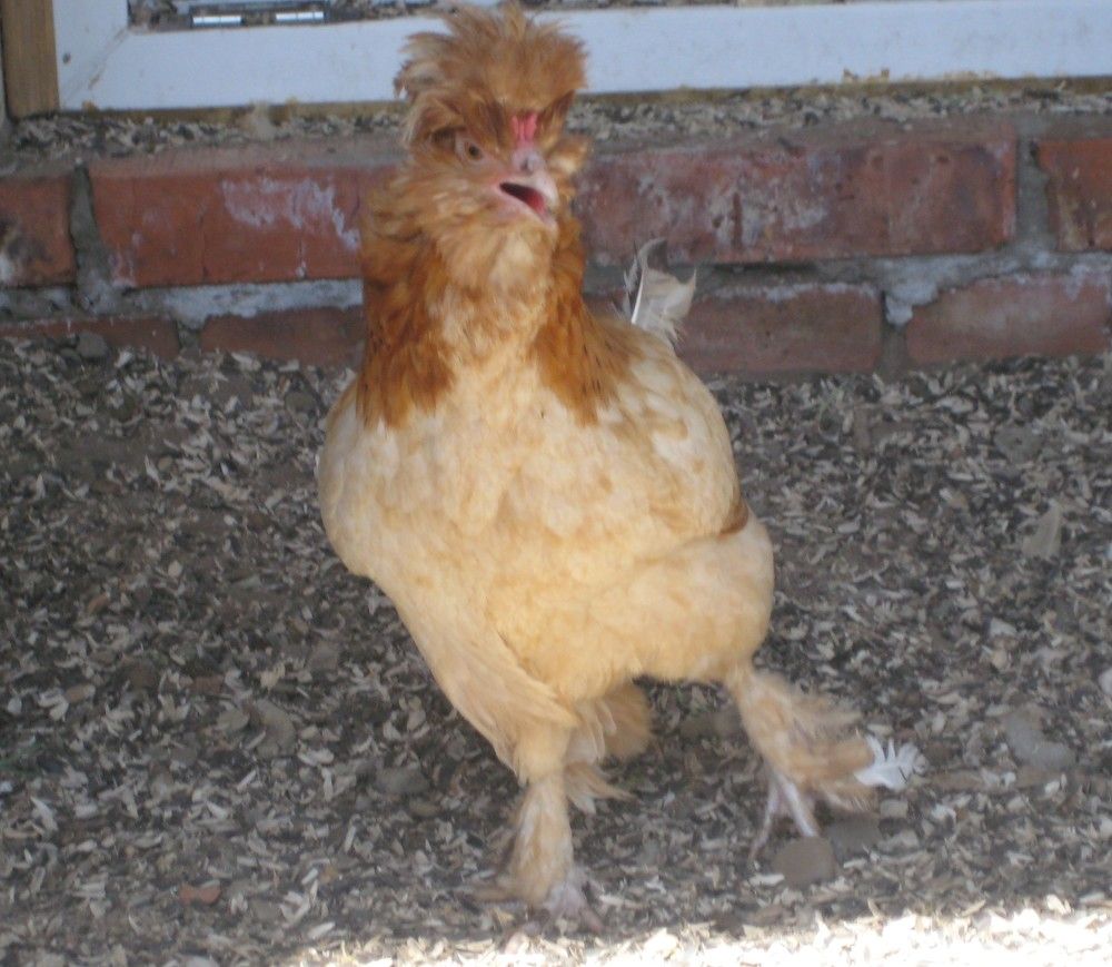 Фотография автора Елена Александрова