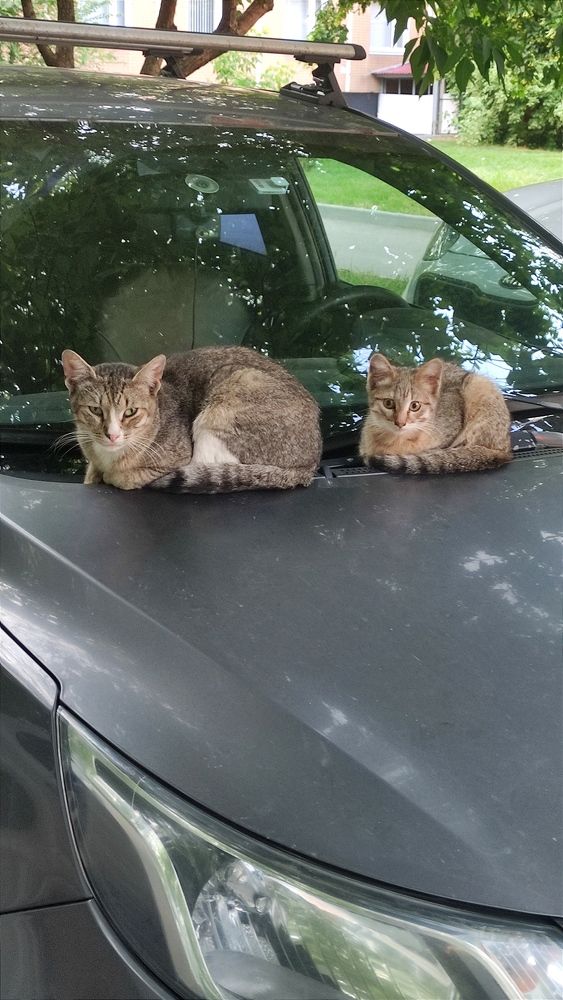 Фотография автора Васильева Ирина