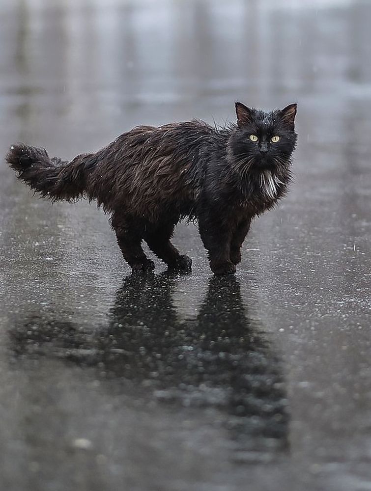 Photograph by Светлана Кавказская