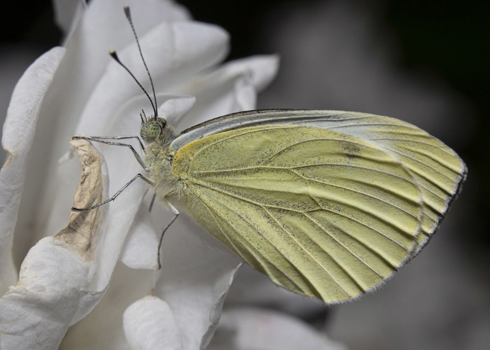 Фотография автора Марина Кулакова