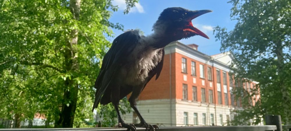 Photograph by Olga Lagynova