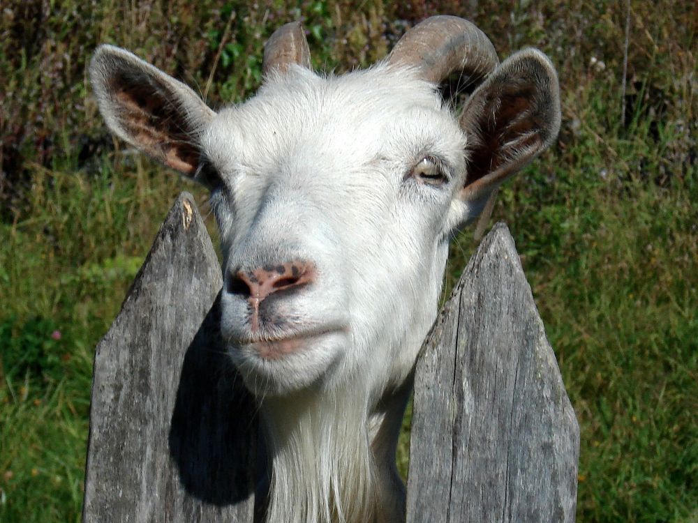 Любопытная коза Муся