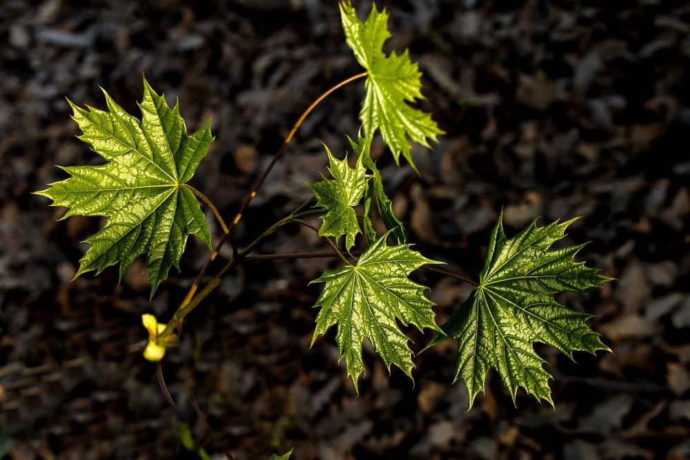 Photograph by Кермен Манджиева