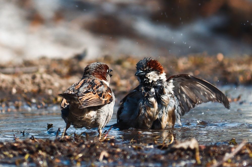 Водные процедуры